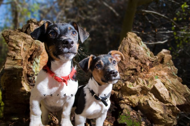 Bob And Zog Bob And Zog