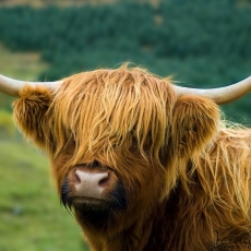 Heiland Coo